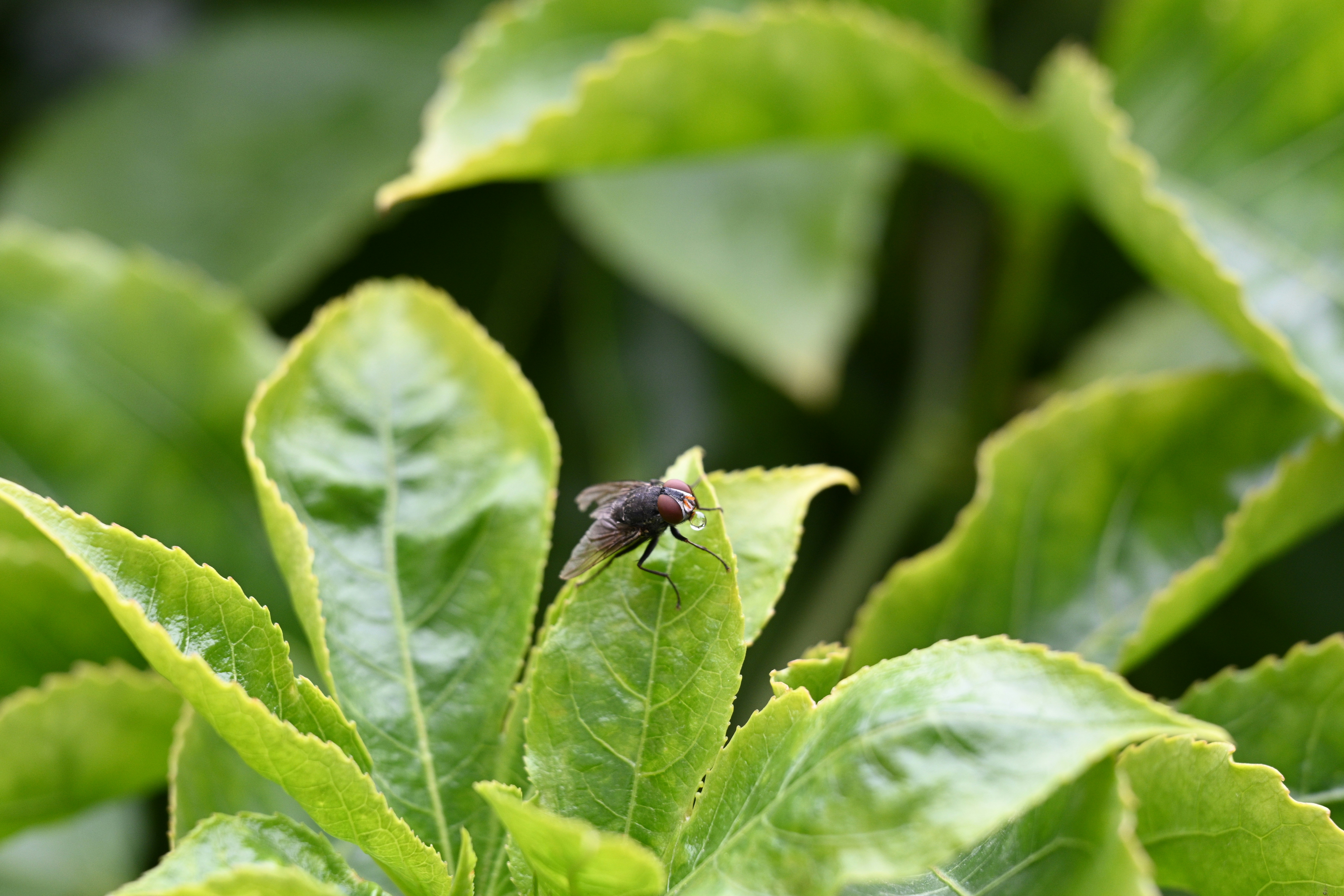 A woman wearing gardening gloves examining a leaf for signs of pest damage in a backyard garden.