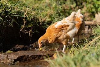 Two chickens with light brown and white feathers are foraging near a small stream surrounded by green grass. The foreground is in focus, highlighting the chickens' detailed feathers and the texture of the ground.
