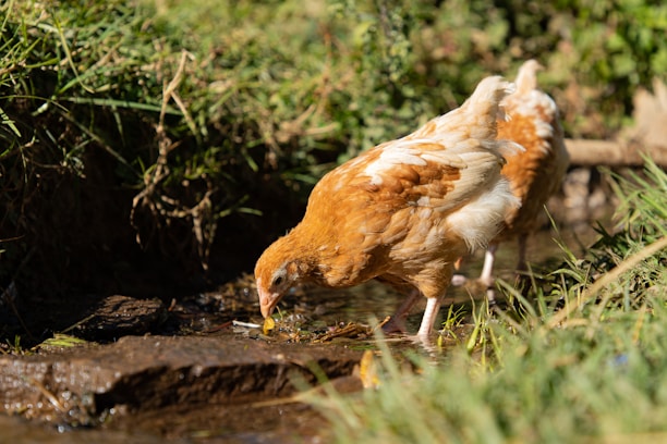 Two chickens with light brown and white feathers are foraging near a small stream surrounded by green grass. The foreground is in focus, highlighting the chickens' detailed feathers and the texture of the ground.