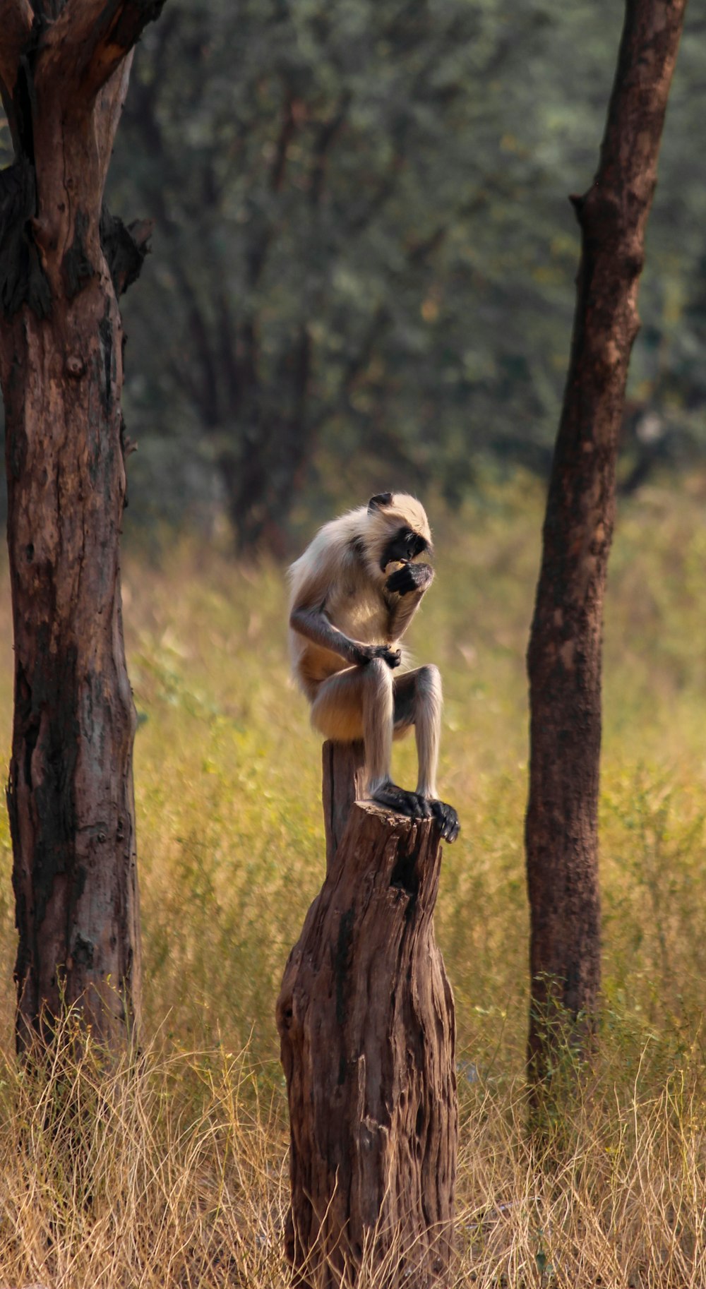 a monkey sitting on top of a tree stump