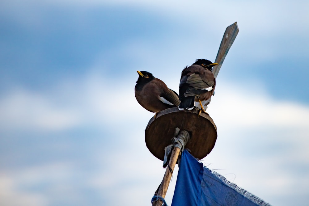 two birds are perched on top of a pole