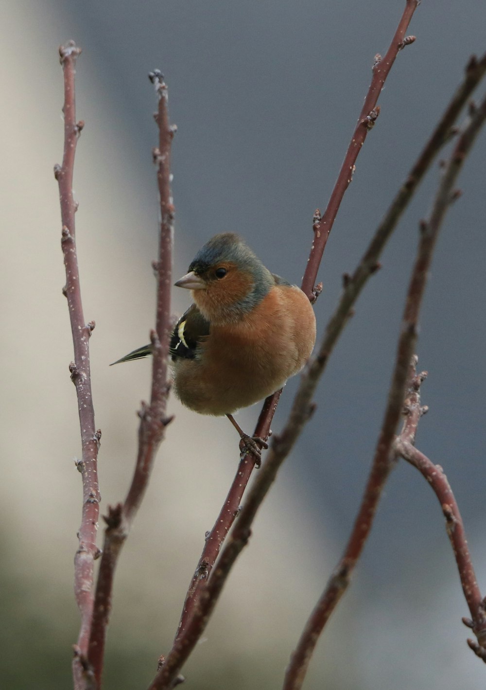 a small bird sitting on top of a tree branch