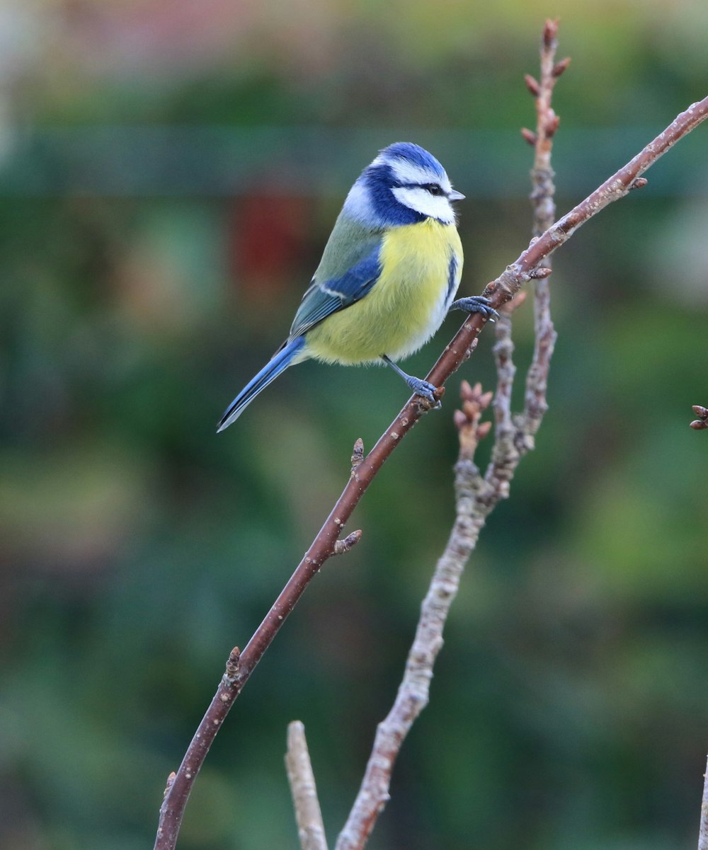 a small blue and yellow bird sitting on a branch
