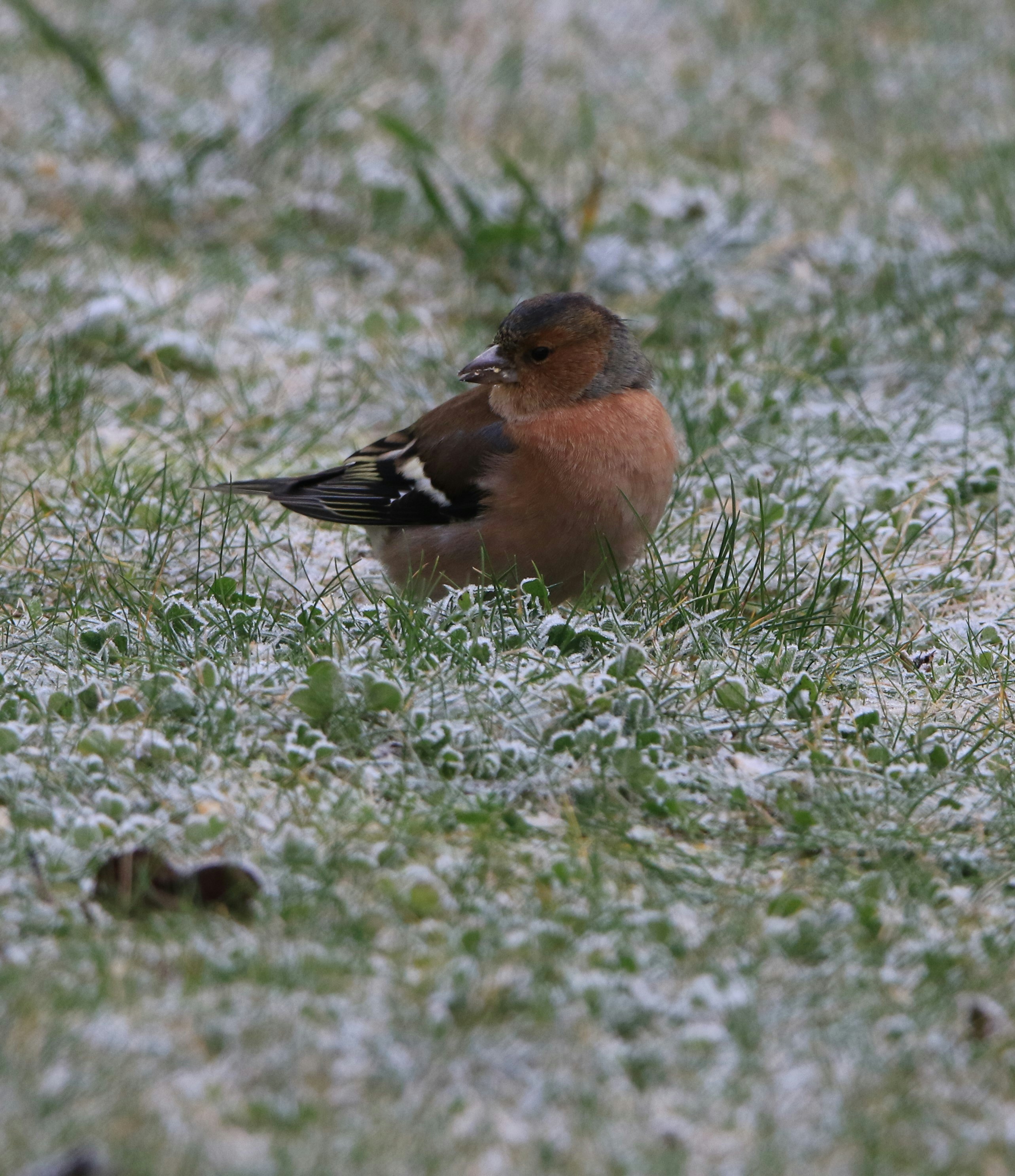 a small bird is sitting in the grass