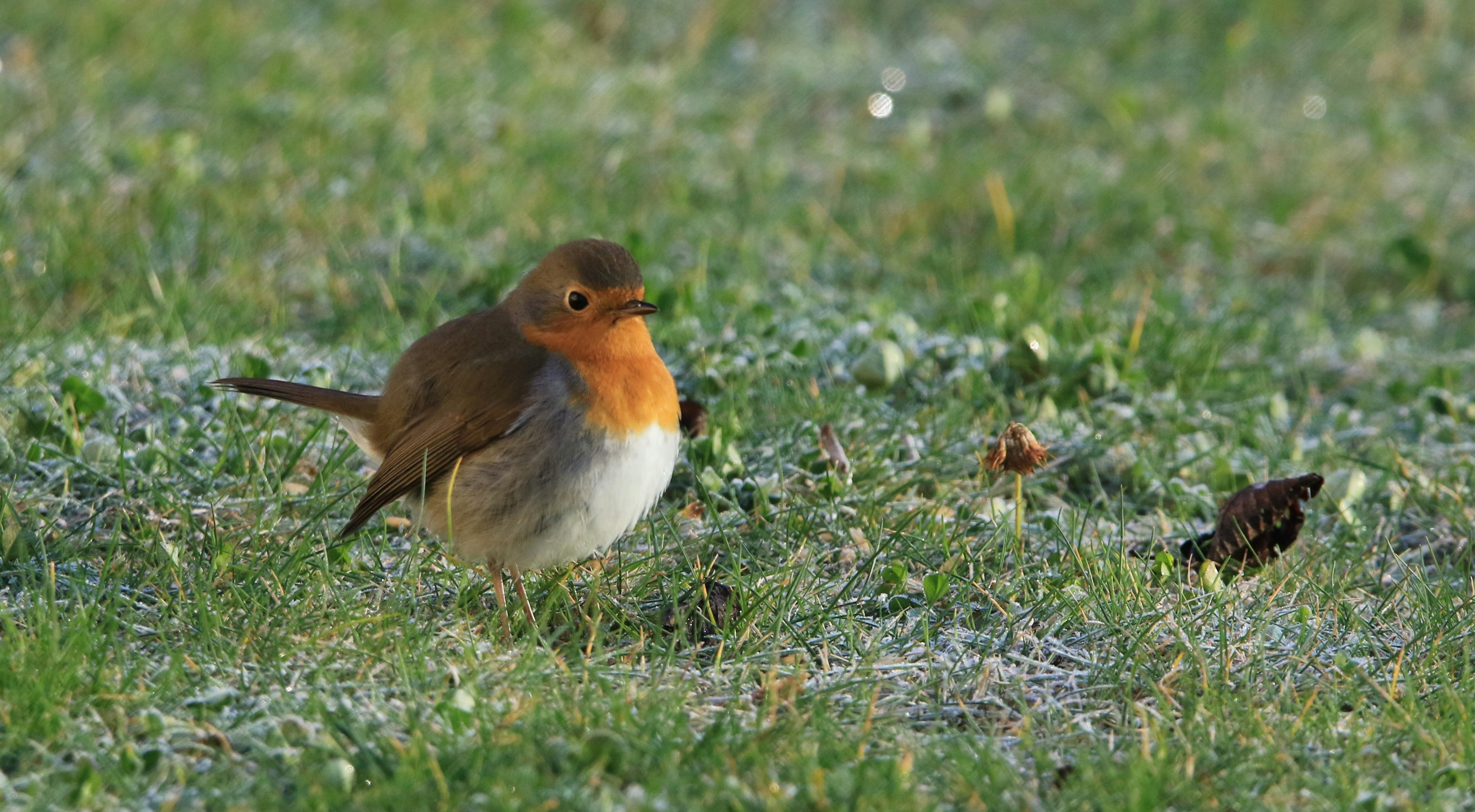 a small bird standing on top of a grass covered field