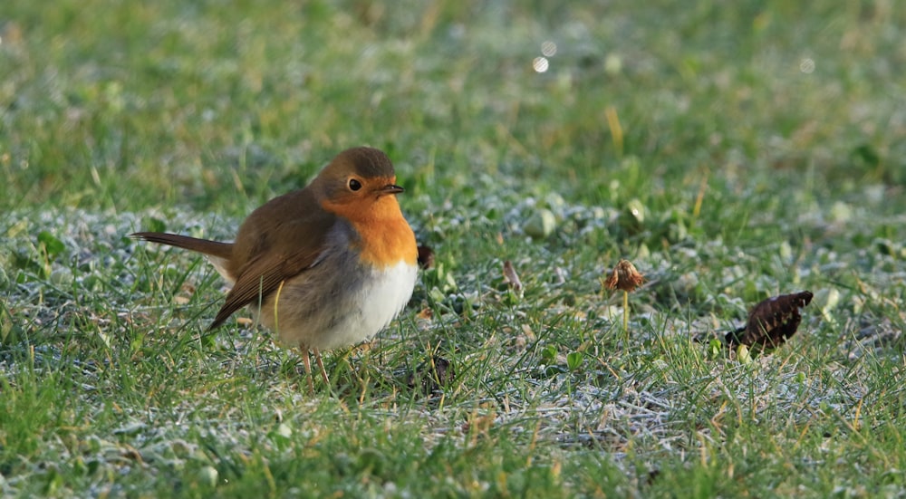Ein kleiner Vogel steht auf einem grasbedeckten Feld