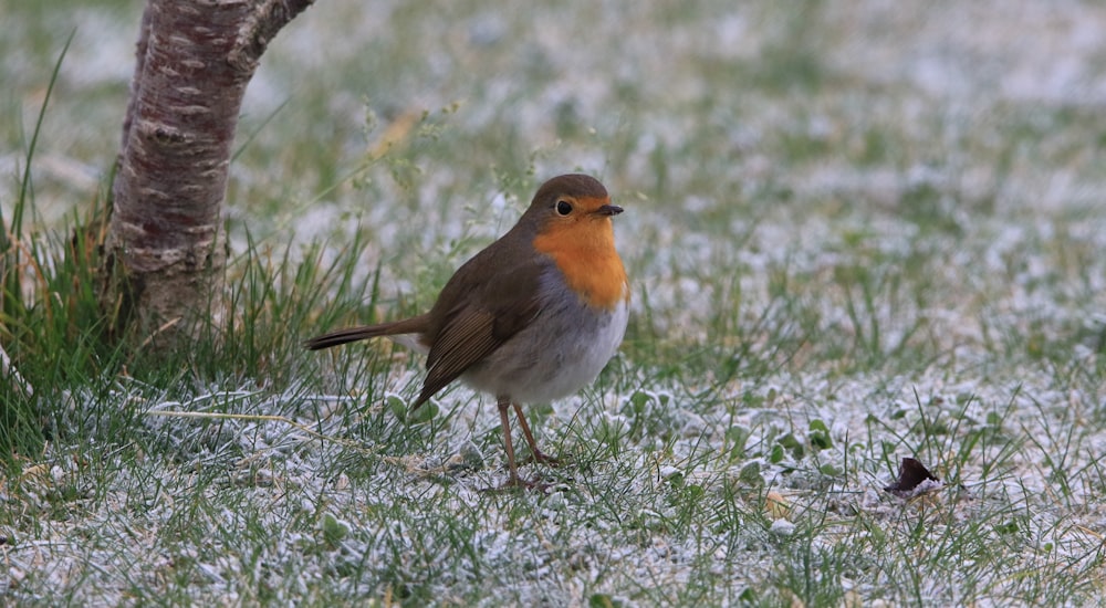 a small bird standing in the grass next to a tree