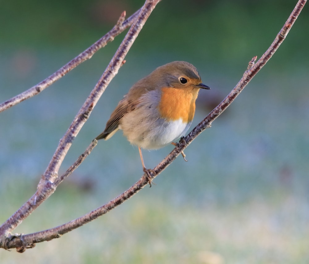 a small bird sitting on a branch of a tree