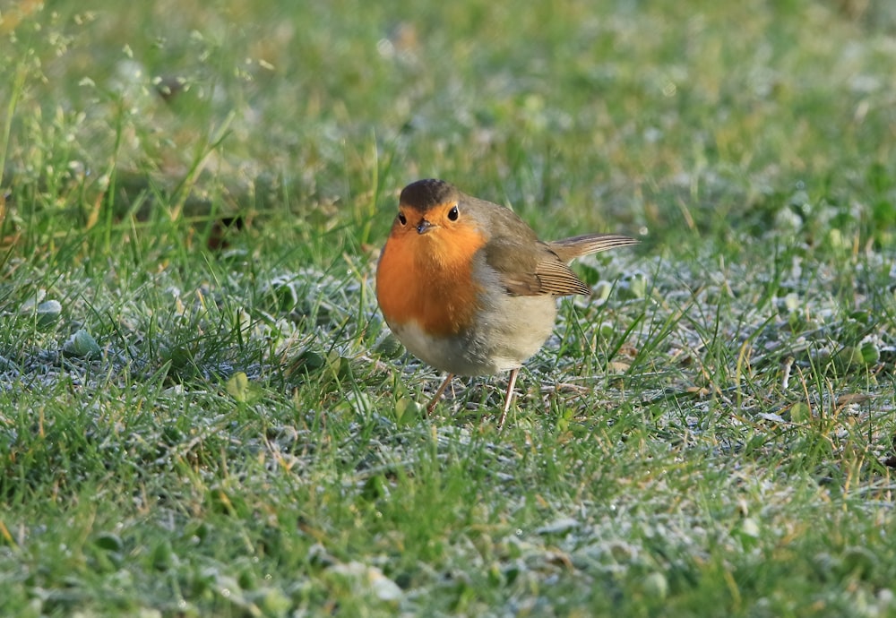 a small bird is standing in the grass