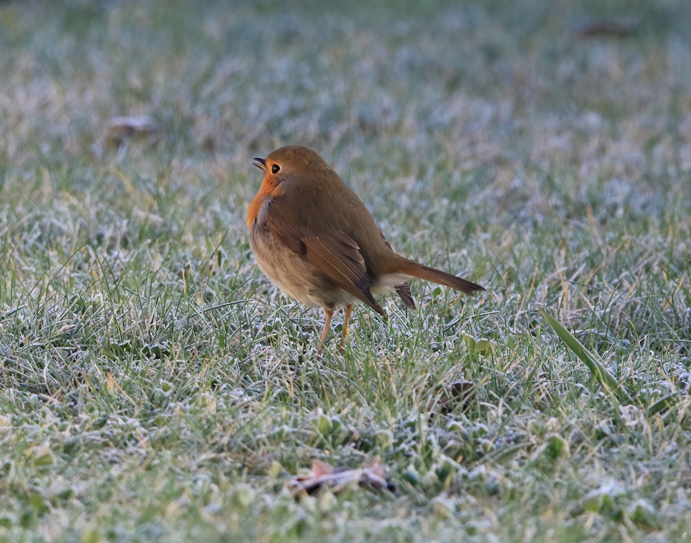 a small brown bird standing on top of a grass covered field