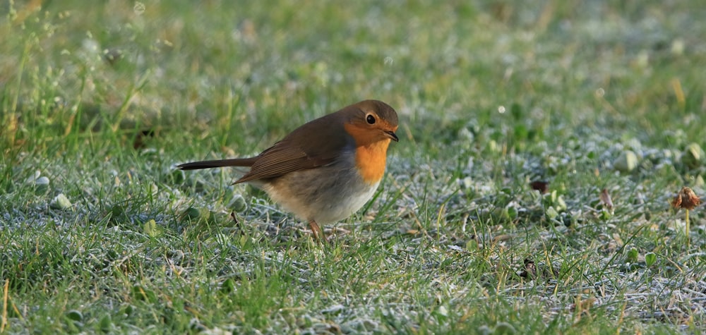 a small bird standing in a field of grass