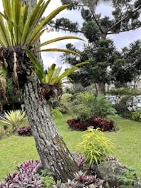 A lush garden scene showcasing a variety of plants. In the foreground, there is a tree with epiphytic plants growing on its trunk. Surrounding the tree are various types of foliage including bright green, purple, and yellow plants. In the background, tall trees and shrubs are visible with a pathway and a pond.