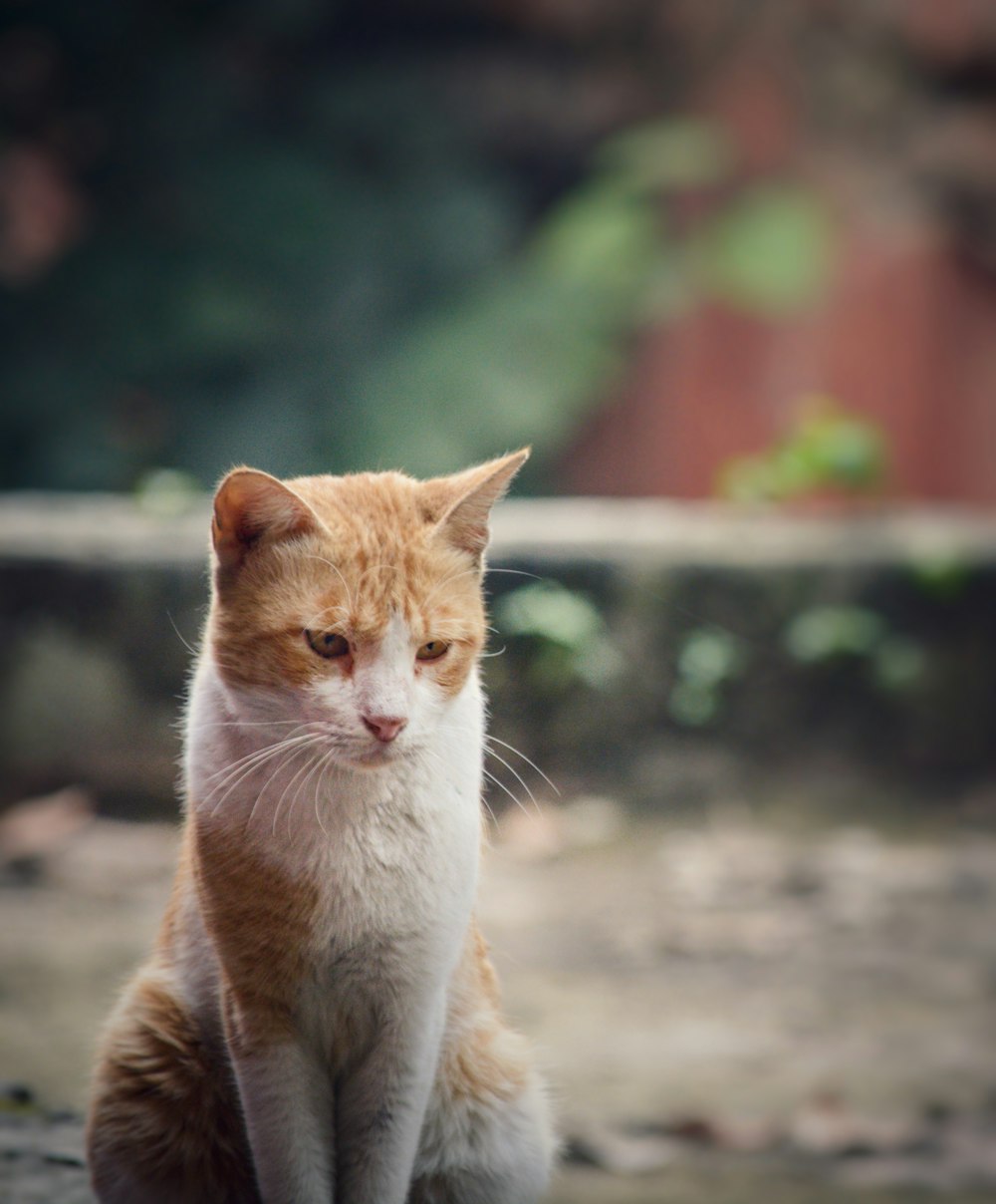 an orange and white cat sitting on the ground