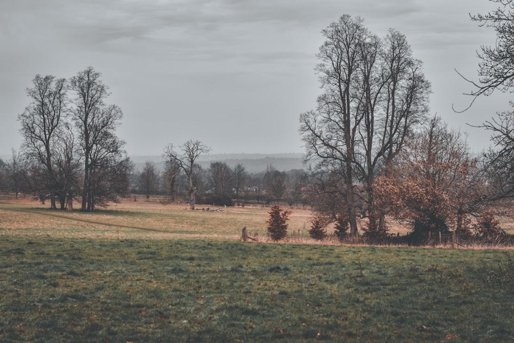 a grassy field with trees in the distance