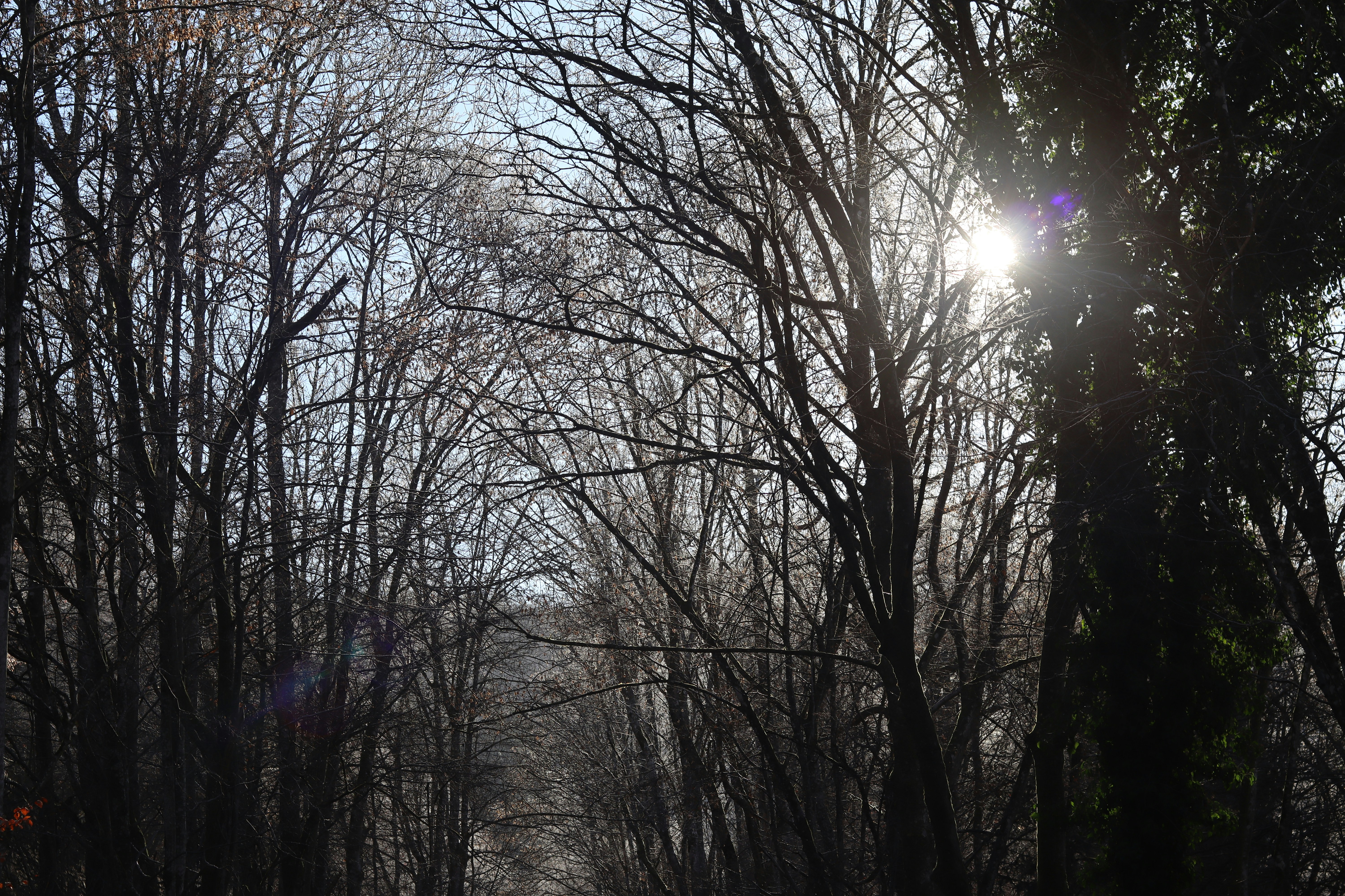 the sun is shining through the trees in the woods