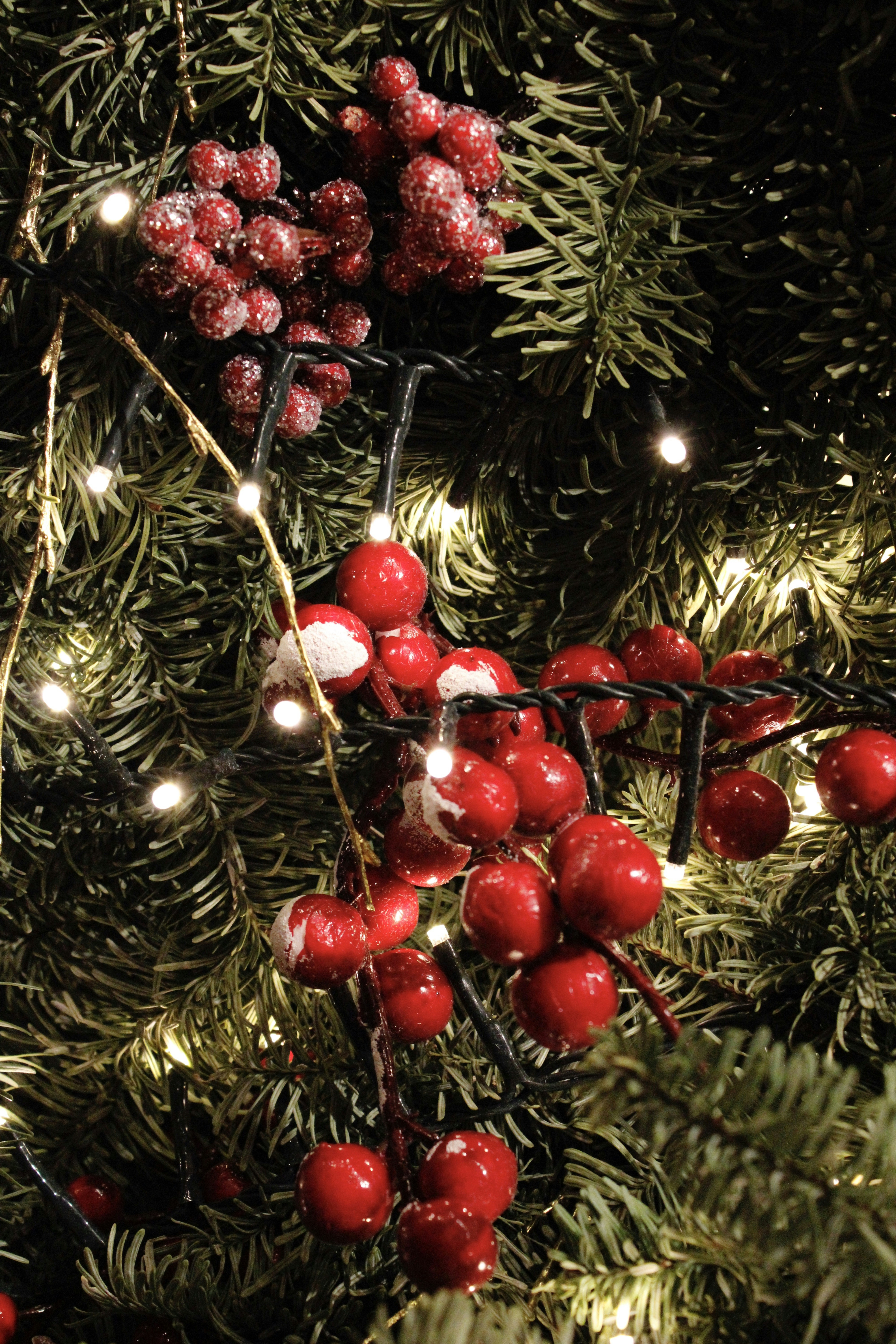 赤いベリーとクリスマスツリーの接写