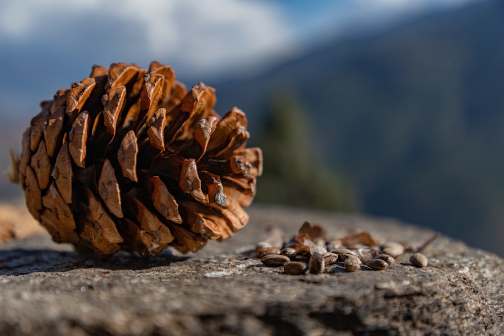 a pine cone sitting on top of a rock