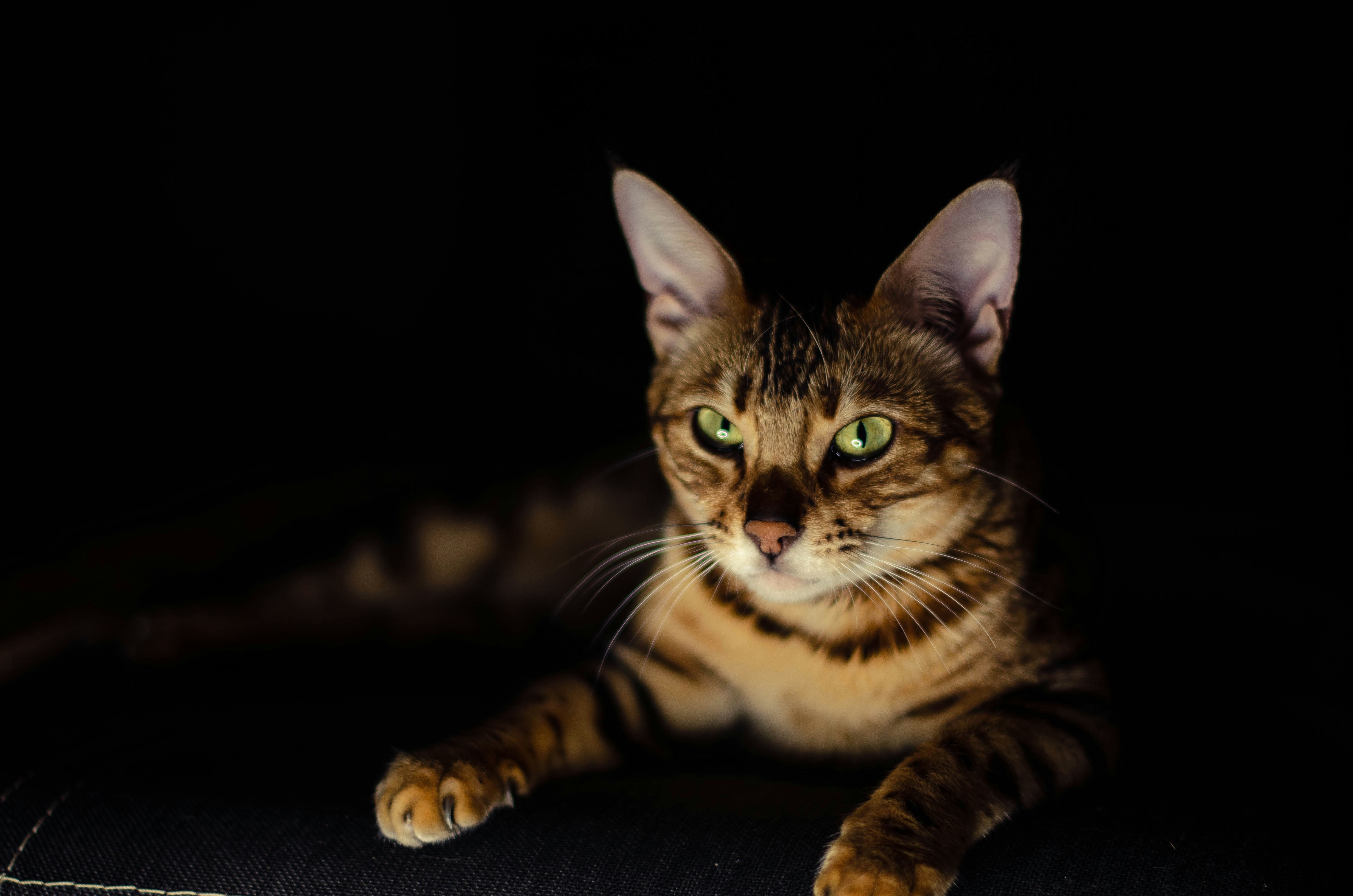 a cat laying down on a black surface