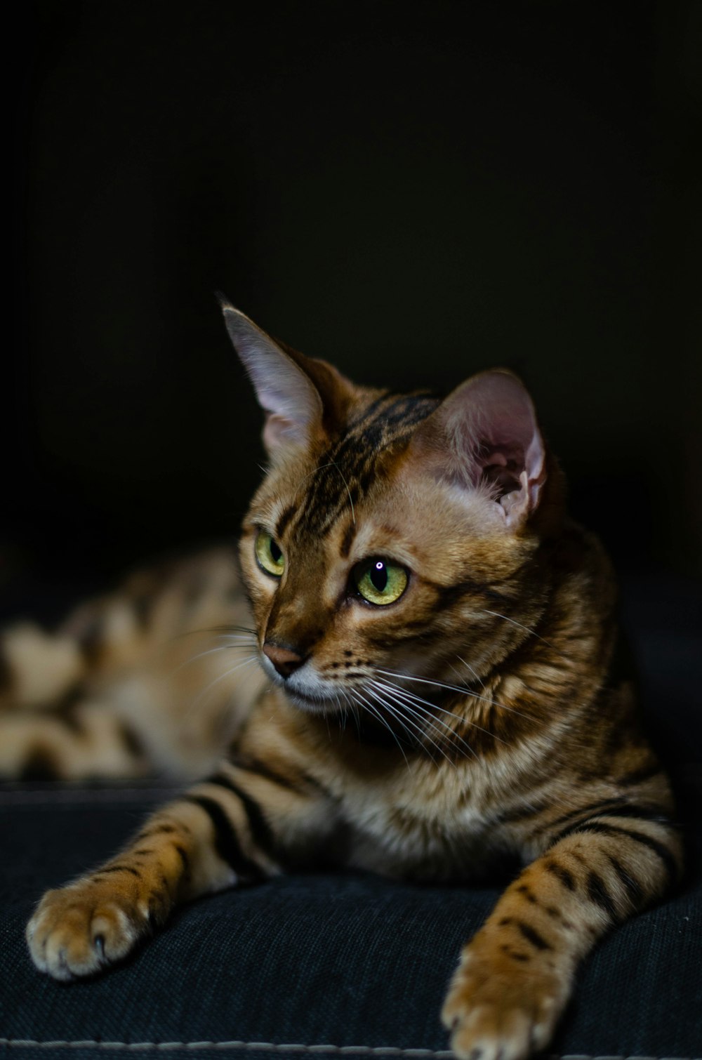 a cat laying on top of a blue couch