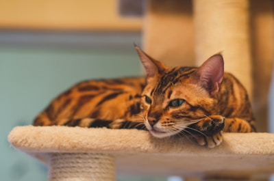 Gato em arranhador torre