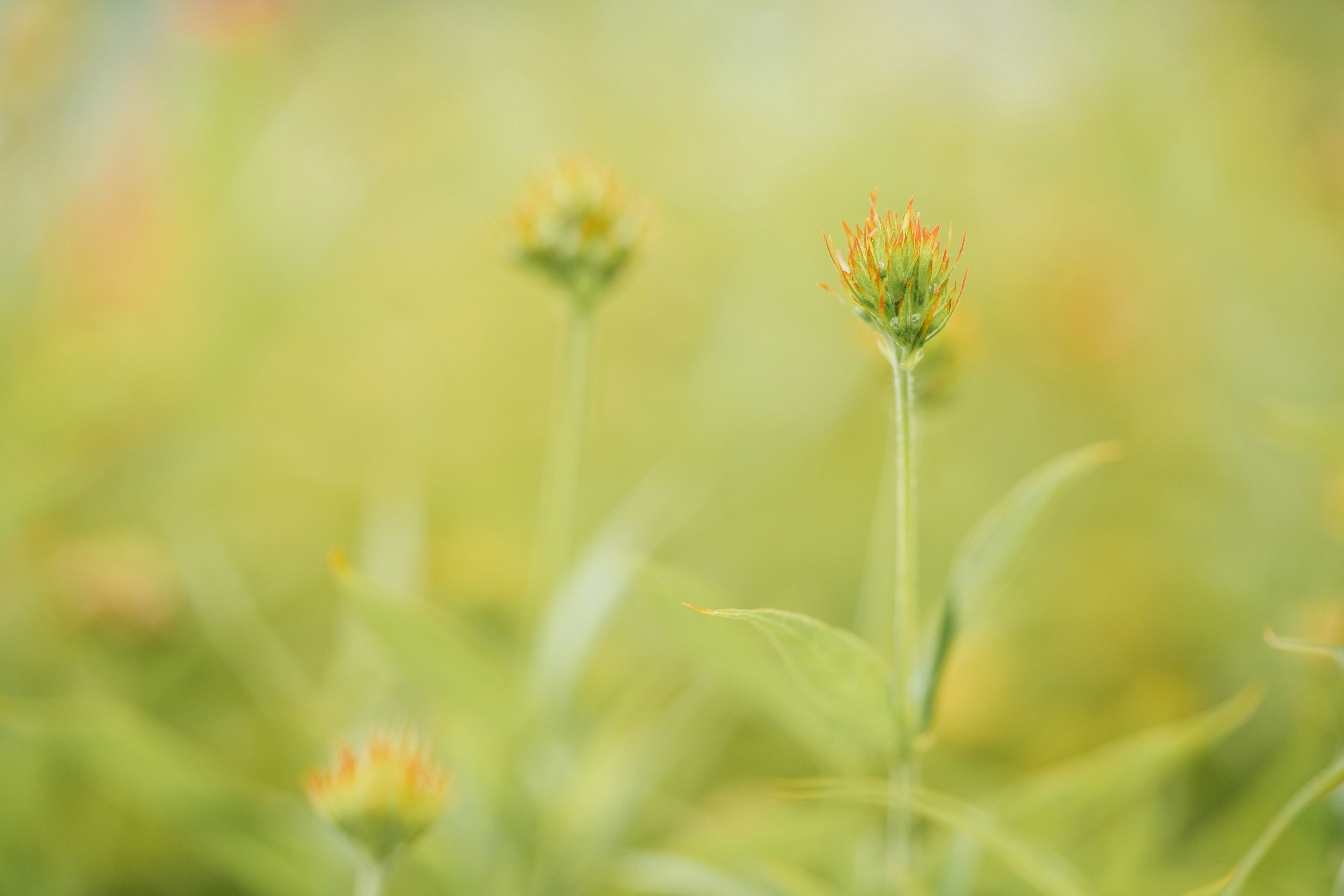 Photo by chuttersnap