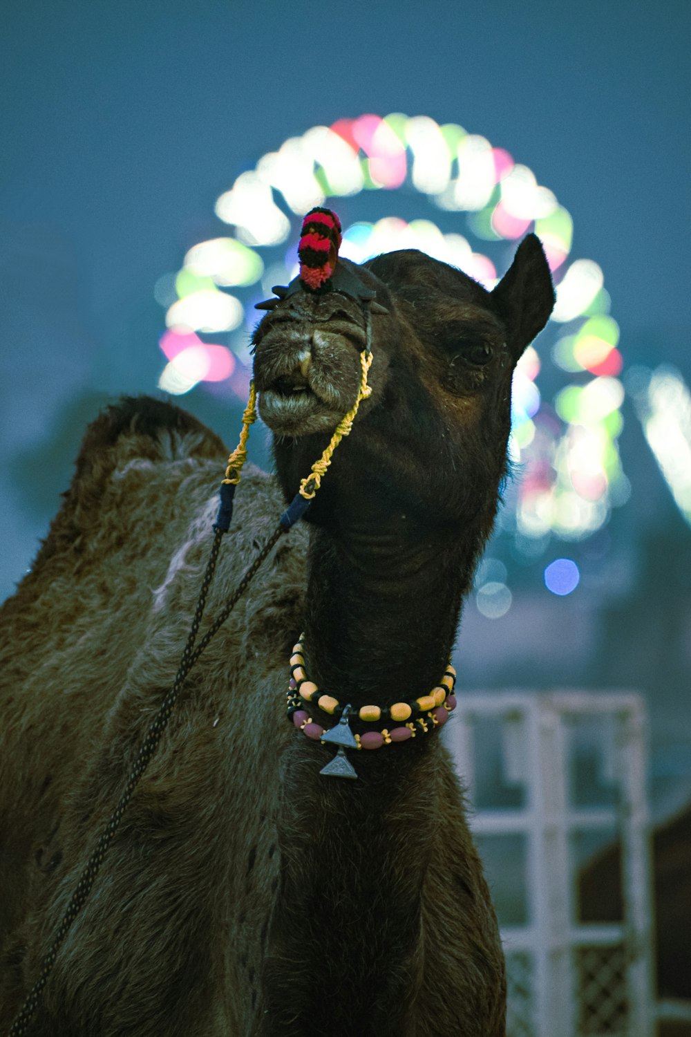 a close up of a camel with a ferris wheel in the background