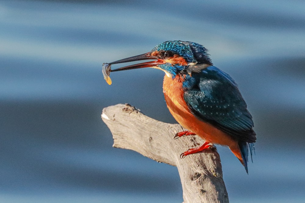 Ein bunter Vogel mit einem Fisch im Maul