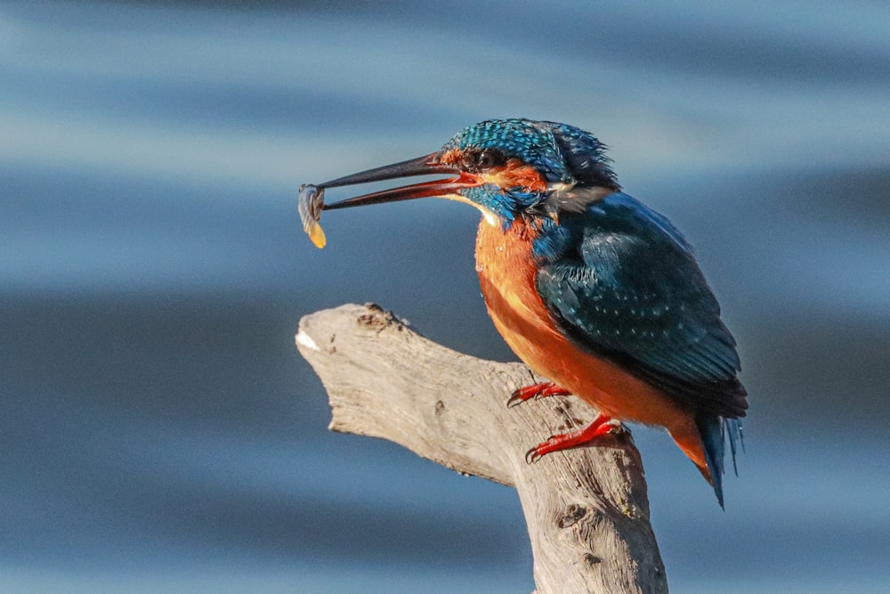 a colorful bird with a fish in its mouth