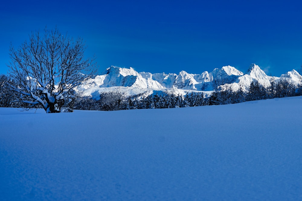 a snow covered field with a tree and mountains in the background