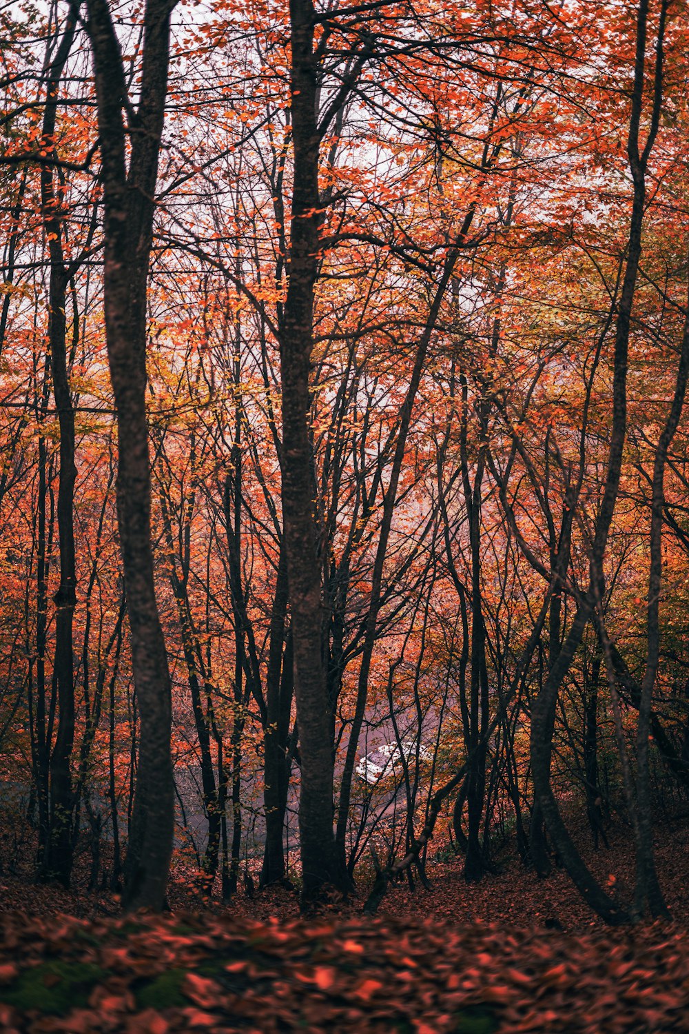 a forest filled with lots of trees covered in leaves