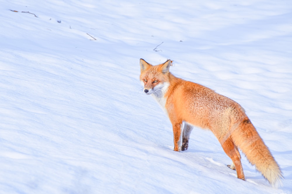 a red fox is walking through the snow
