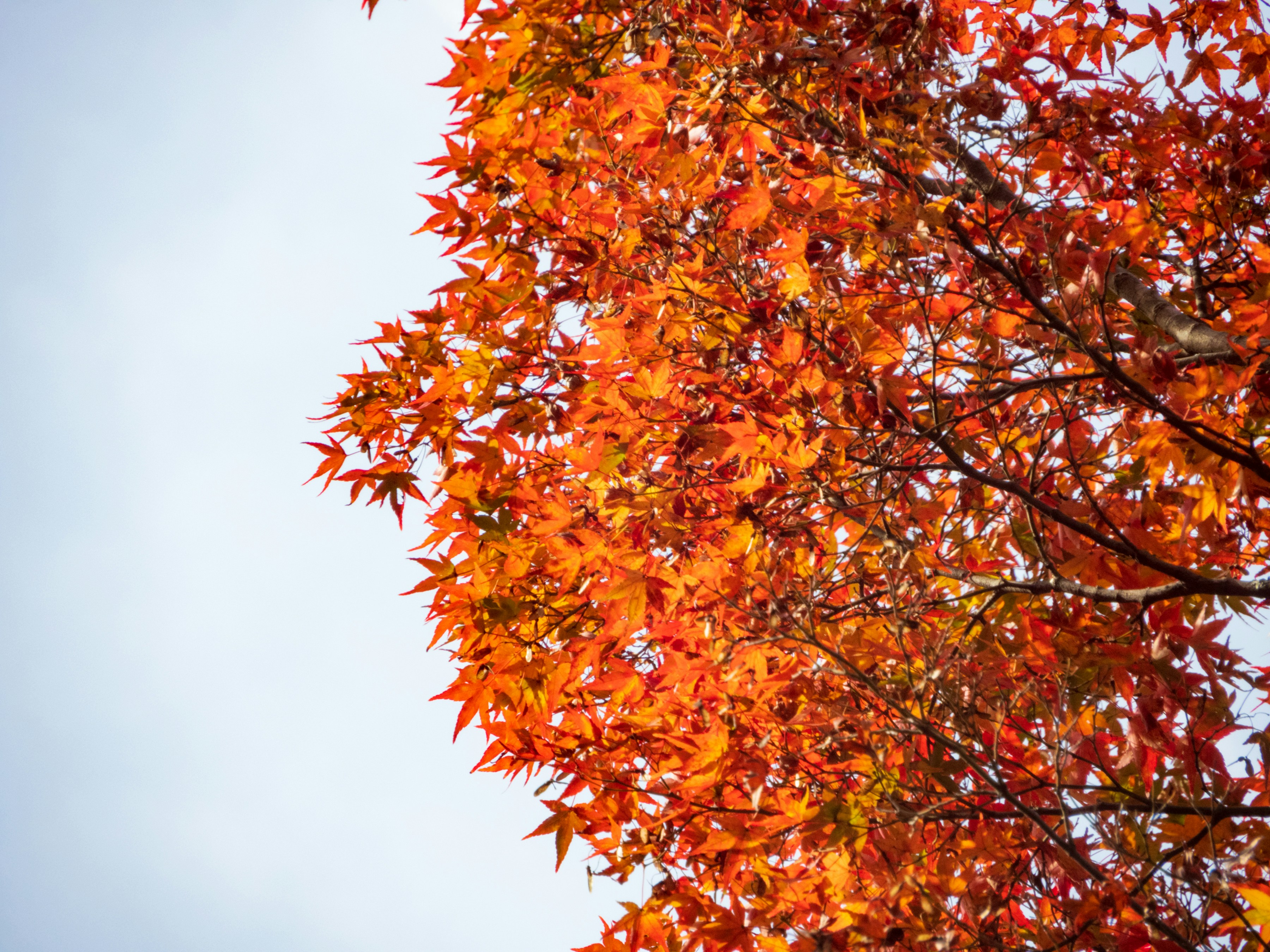 春に舞う白い綿毛の正体は？ワシントン州など太平洋岸北西部のコットンウッドの自然現象 - junglecity.com, image size:3000x2250