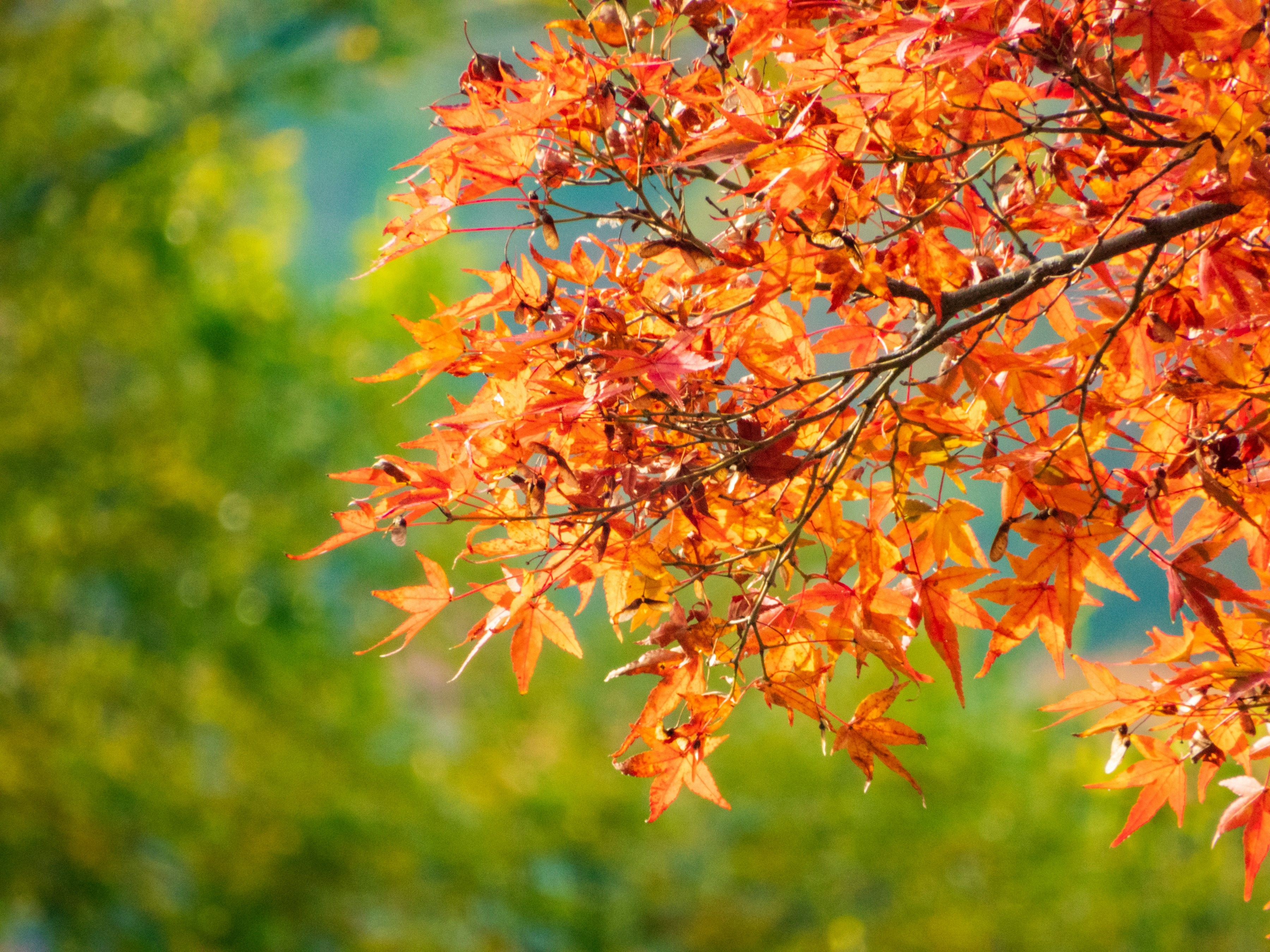 Photo by heppoko_yama