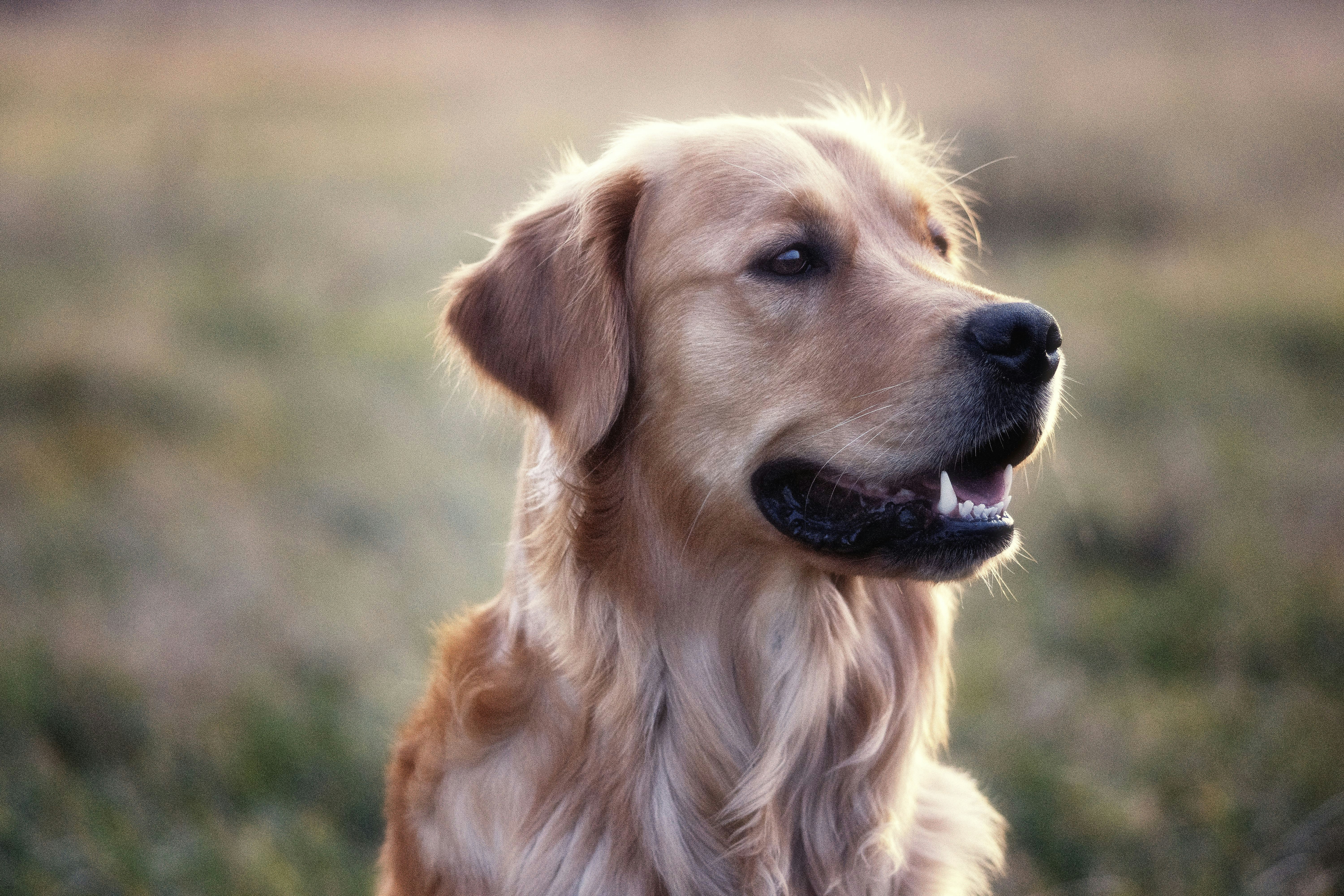 Dog showing clean teeth