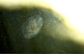A close-up image of a fingerprint visible on a surface. The fingerprint is detailed and appears to be illuminated, surrounded by a slightly blurred background. The surrounding area has a texture that suggests a reflective or smooth surface.