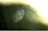 A close-up image of a fingerprint visible on a surface. The fingerprint is detailed and appears to be illuminated, surrounded by a slightly blurred background. The surrounding area has a texture that suggests a reflective or smooth surface.