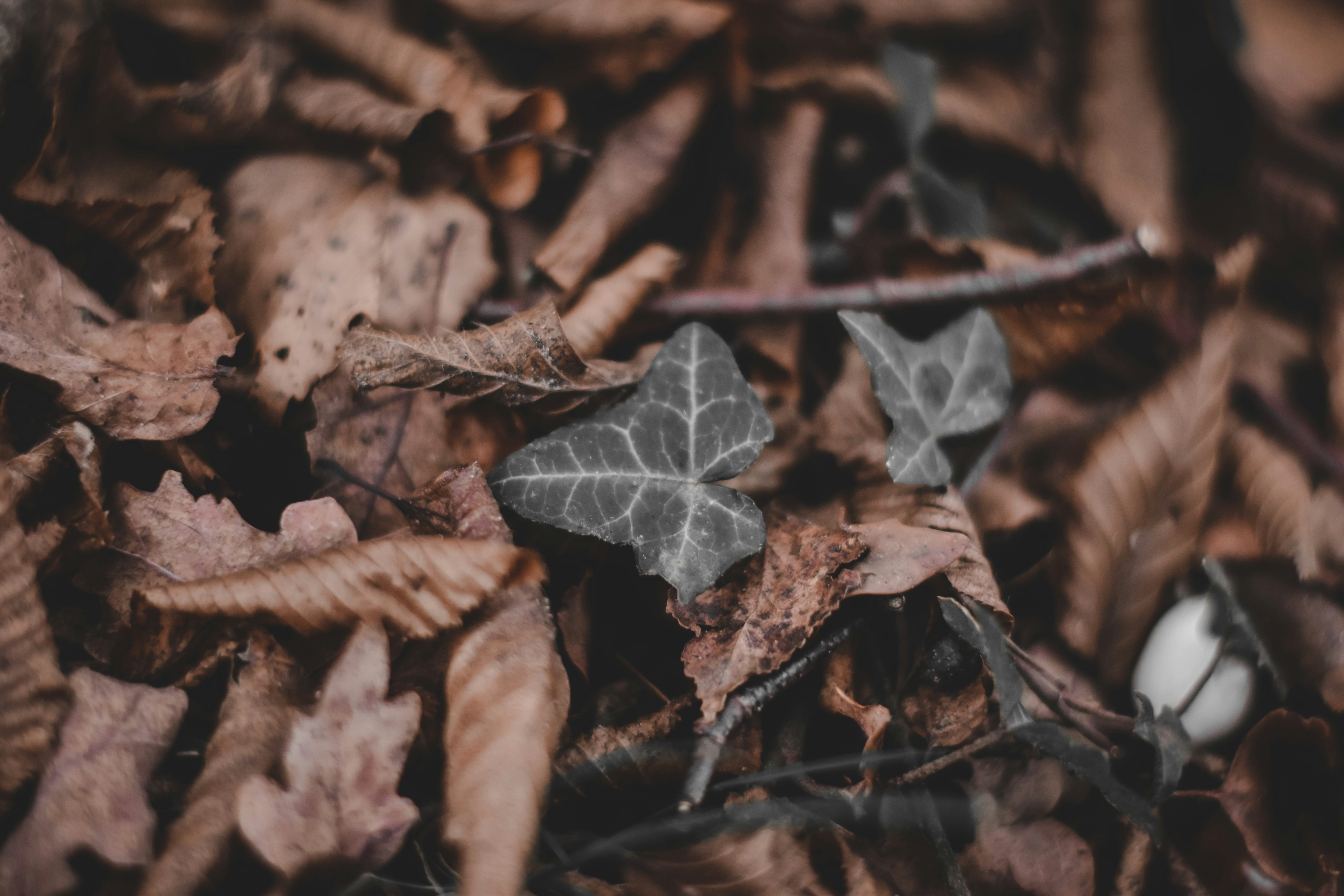 Photo by elliottmason