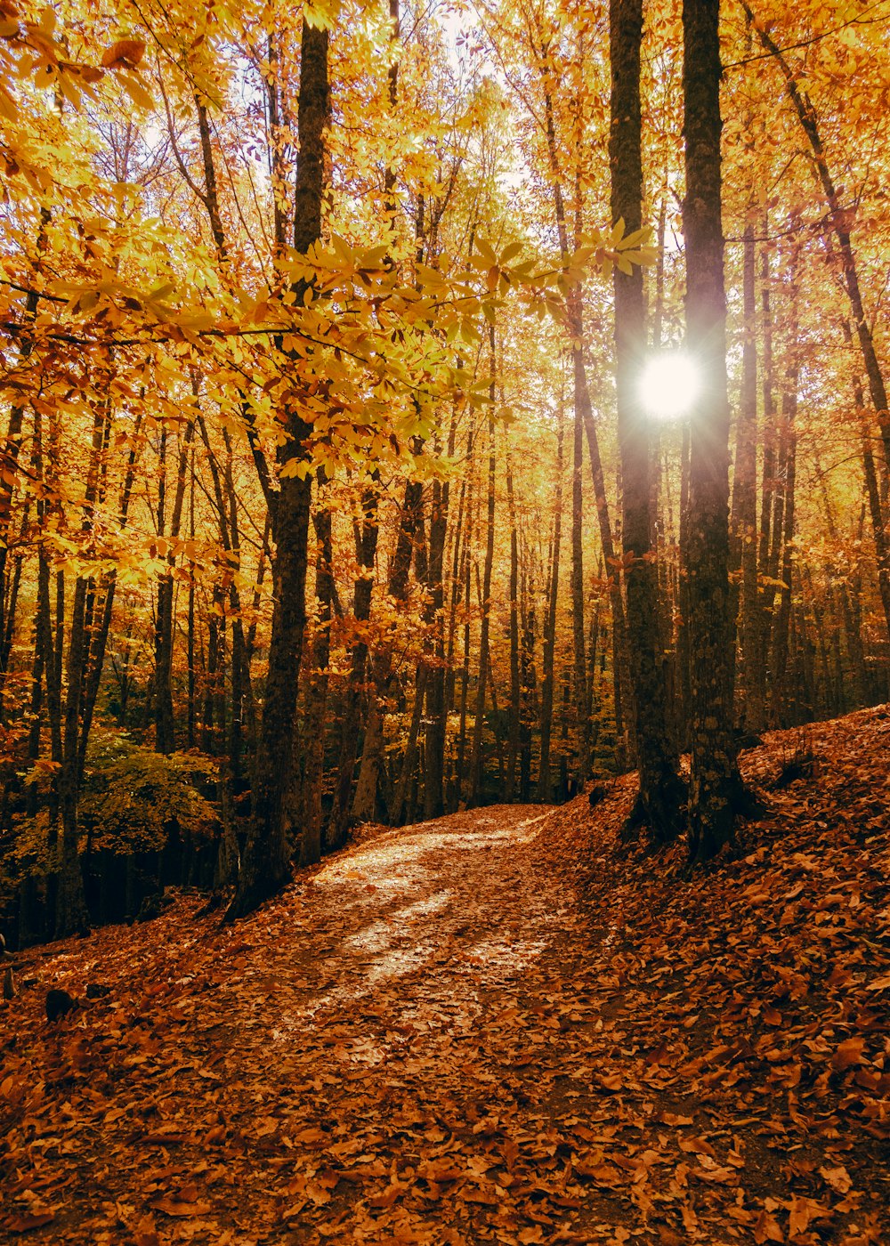 a path in the woods with a bright light shining through the trees