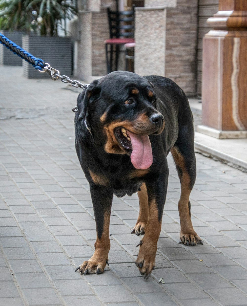 a large black and brown dog on a leash