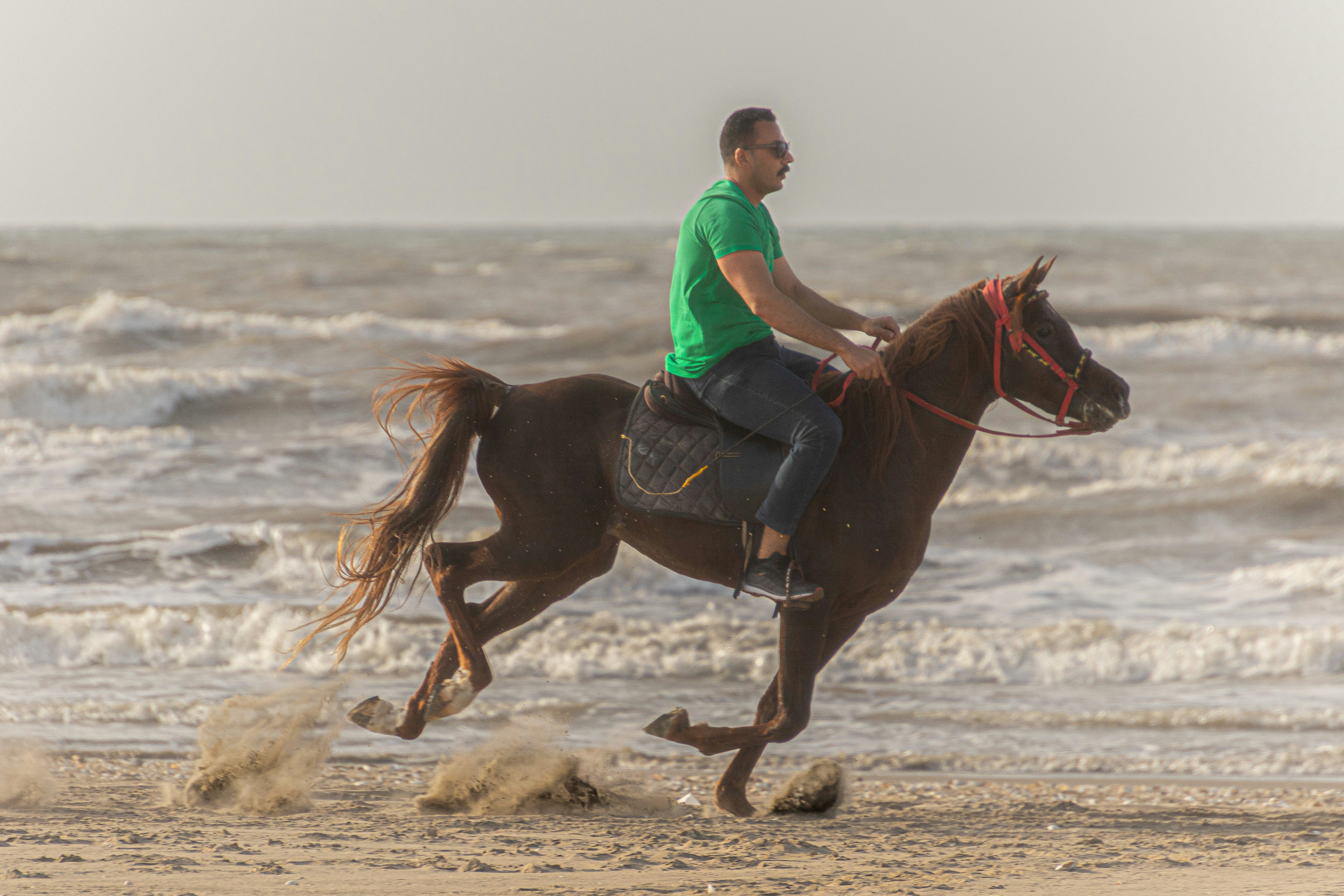 Horse galloping on the beach