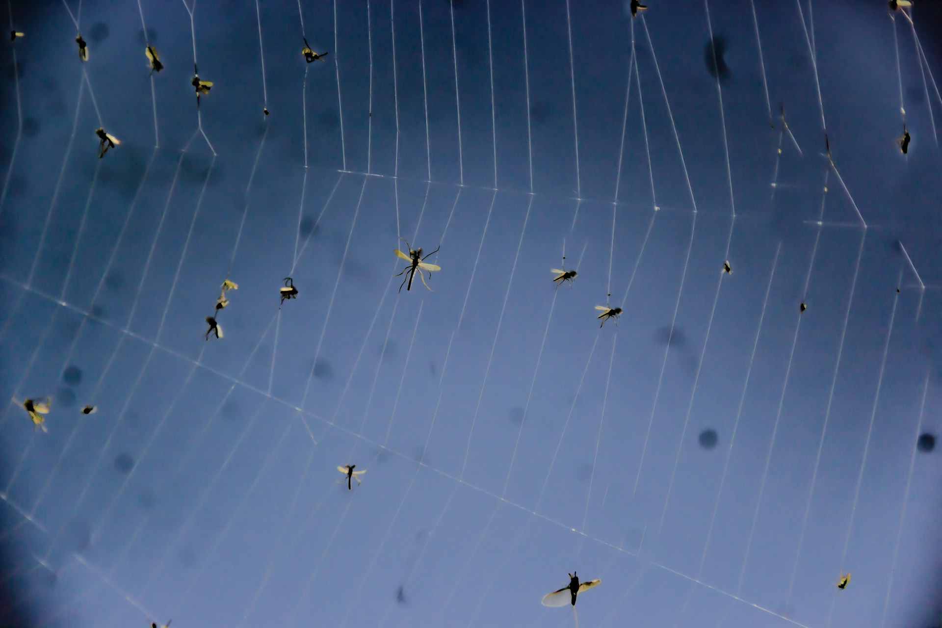 a group of dragon flys flying through a blue sky