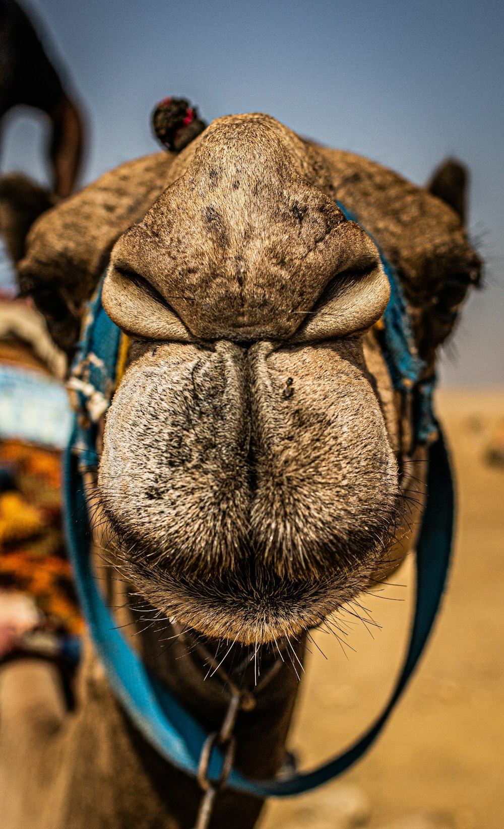 a close up of the nose of a camel