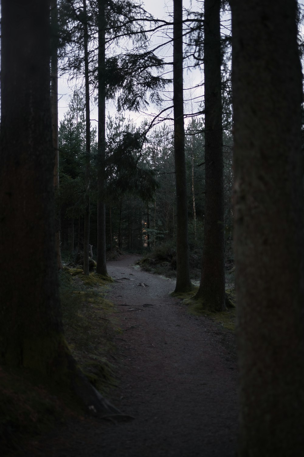 um caminho através de uma floresta com muitas árvores