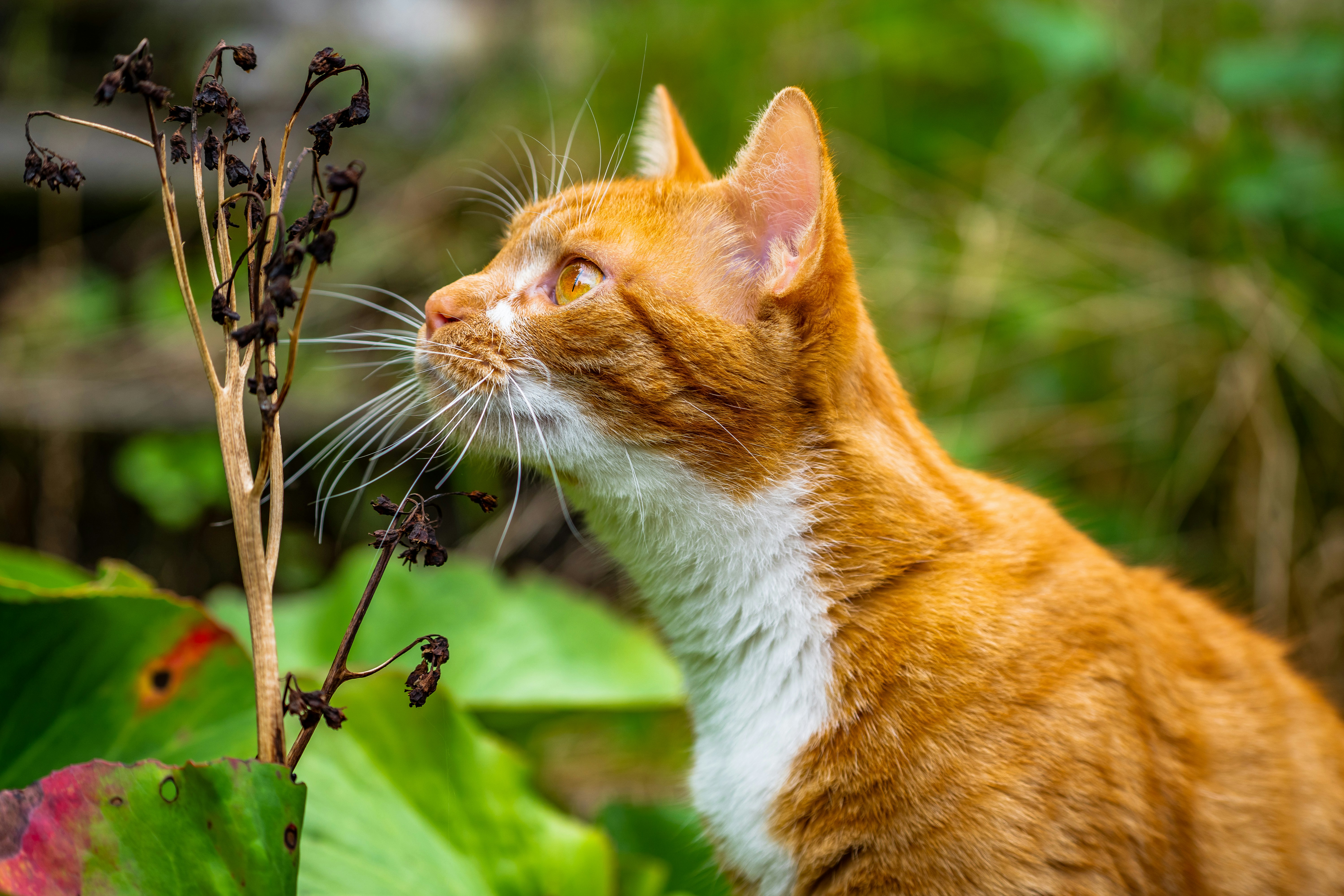 a close up of a cat near a plant