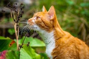 a close up of a cat near a plant