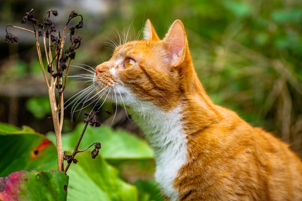 a close up of a cat near a plant