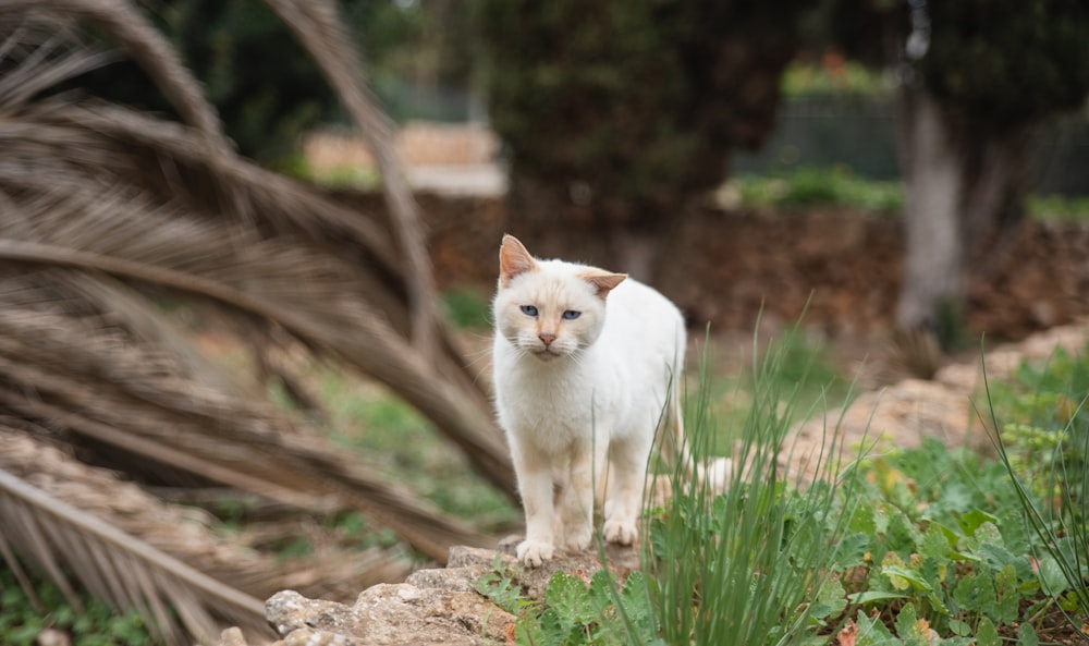 a white cat walking on a dirt path