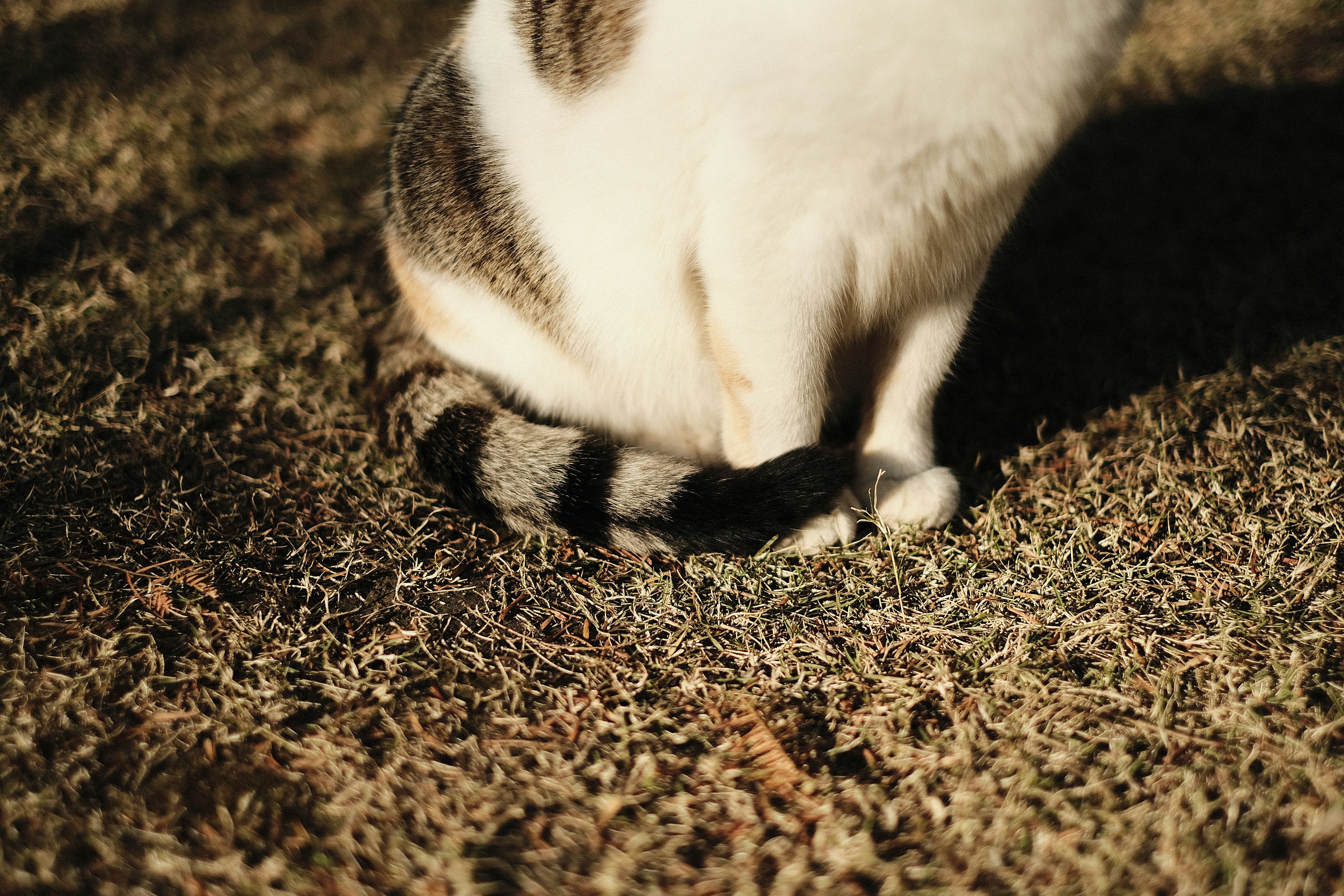 a cat sitting on the ground in the grass