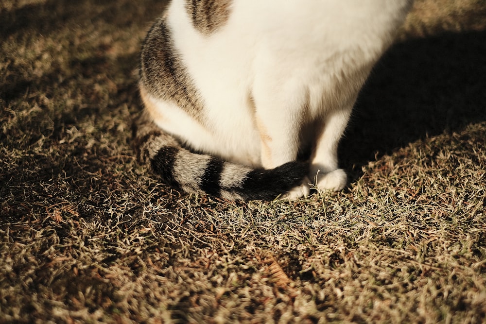 a cat sitting on the ground in the grass