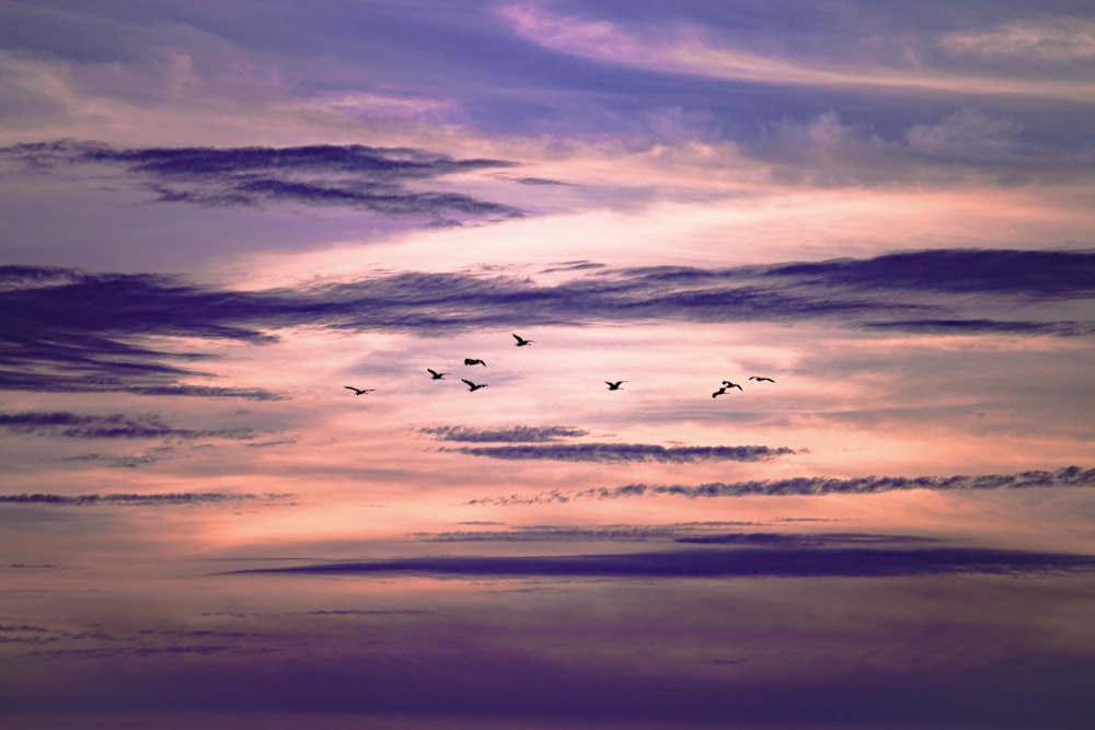 a flock of birds flying through a cloudy sky